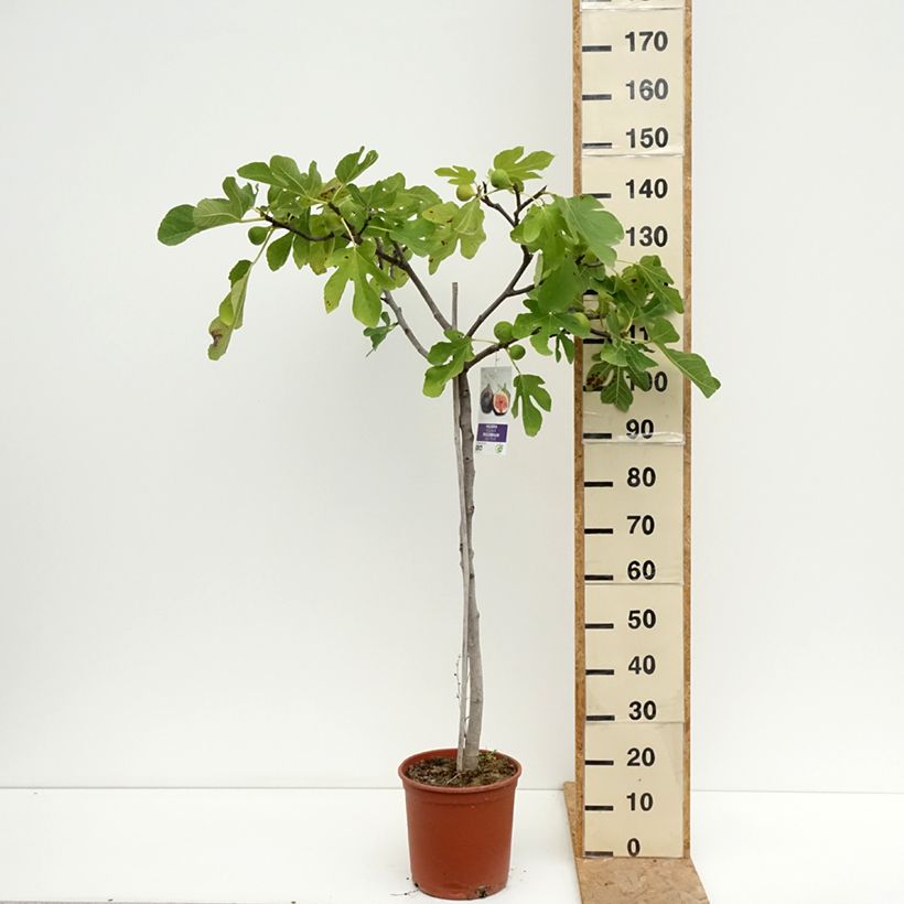 Exemplar von Feige Violette de Sollies - Ficus carica Topf mit 7,5L/10L, Halbstamm wie im Sommer geliefert