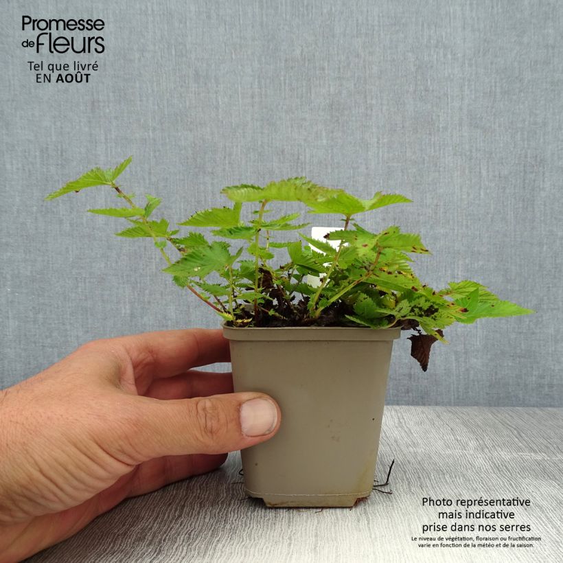Exemplar von Mädesüß Kahome - Filipendula Kleine Töpfe von 8/9 cm wie im Sommer geliefert