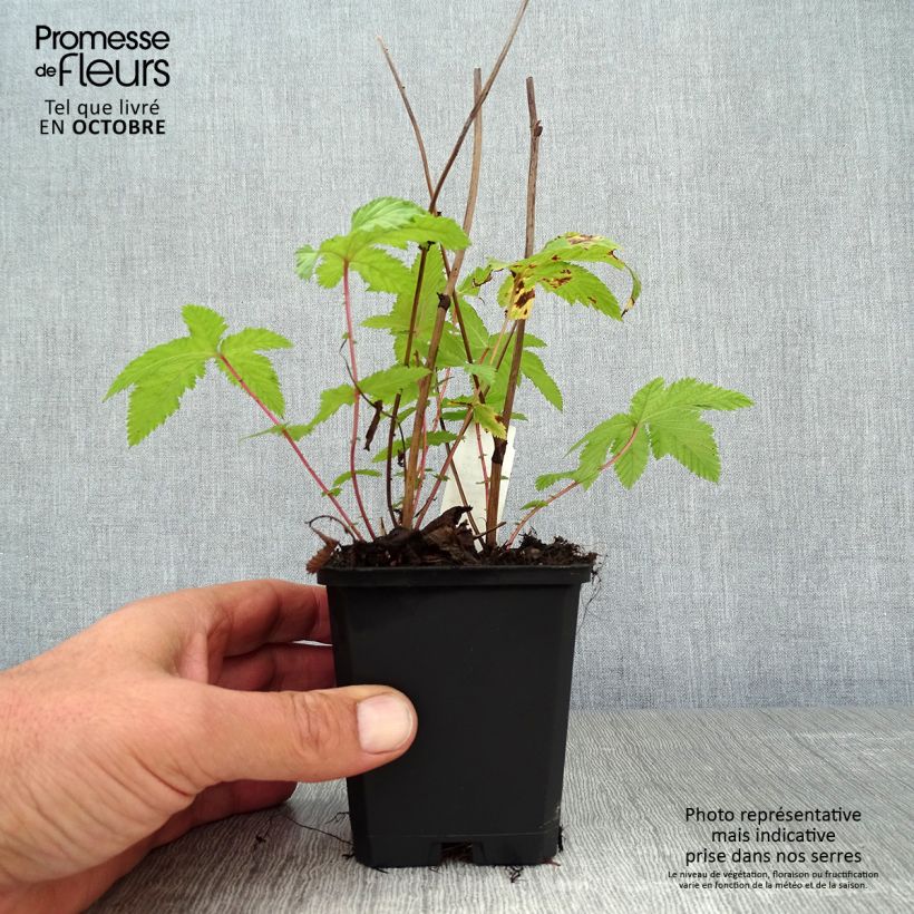 Exemplar von Palmblättriges Mädesüß Nana - Filipendula palmata Kleine Töpfe von 8/9 cm wie im Herbst geliefert
