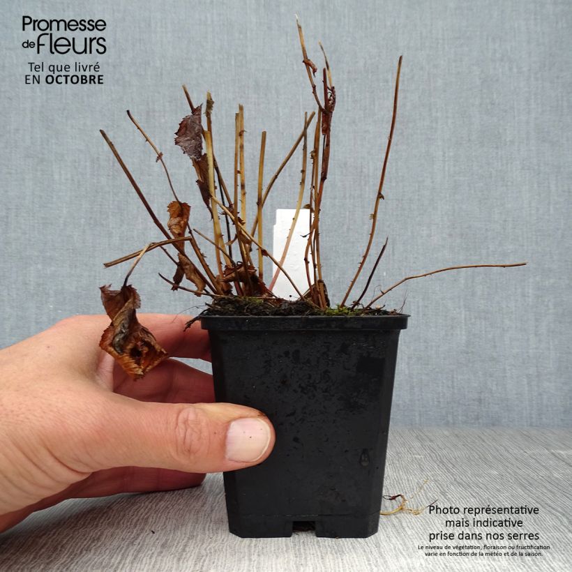 Exemplar von Rotblühendes Mädesüß Elegans - Filipendula purpurea Kleine Töpfe von 8/9 cm wie im Herbst geliefert