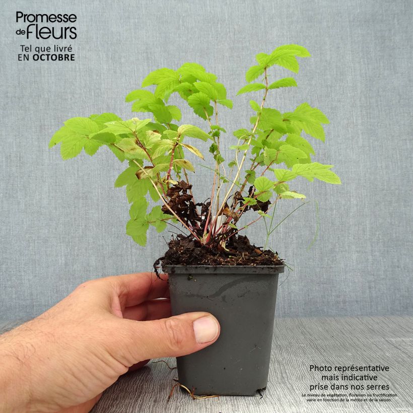 Exemplar von Echtes Mädesüß Aurea - Filipendula ulmaria Kleine Töpfe von 8/9 cm wie im Herbst geliefert
