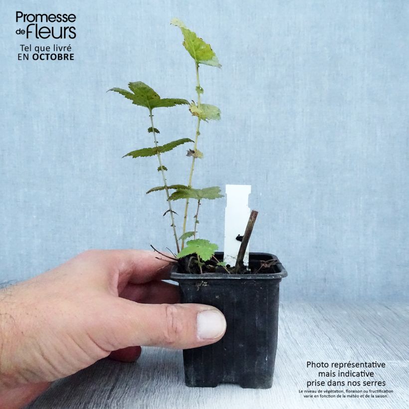 Exemplar von Echtes Mädesüß Plena - Filipendula ulmaria Kleine Töpfe von 8/9 cm wie im Herbst geliefert