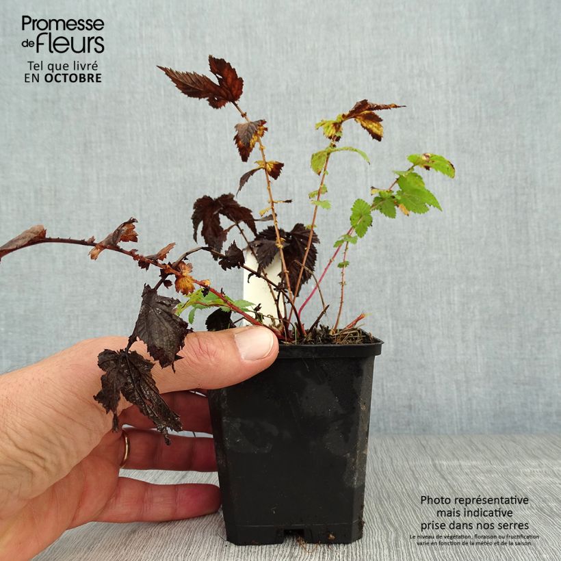 Exemplar von Echtes Mädesüß - Filipendula ulmaria Kleine Töpfe von 8/9 cm wie im Herbst geliefert