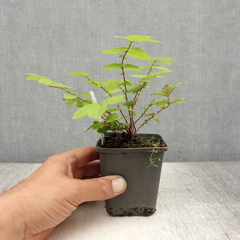 Exemplar von Echtes Mädesüß Rosea - Filipendula ulmaria Kleine Töpfe von 8/9 cm wie im Sommer geliefert