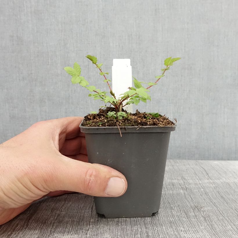Exemplar von Echtes Mädesüß Rosea - Filipendula ulmaria Kleine Töpfe von 8/9 cm wie im Frühjahr geliefert