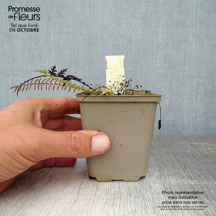 Exemplar von Knolliges Mädesüß - Filipendula vulgaris Kleine Töpfe von 8/9 cm wie im Herbst geliefert