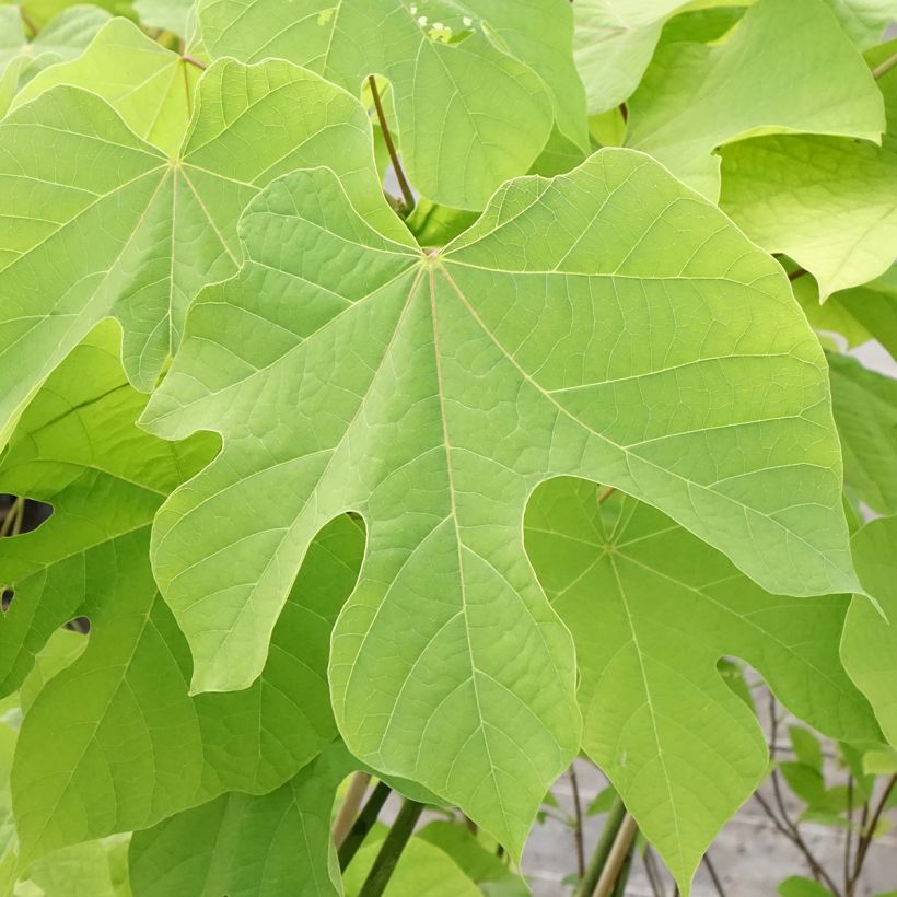 Firmiana simplex - Sonnenschirmbaum (Laub)