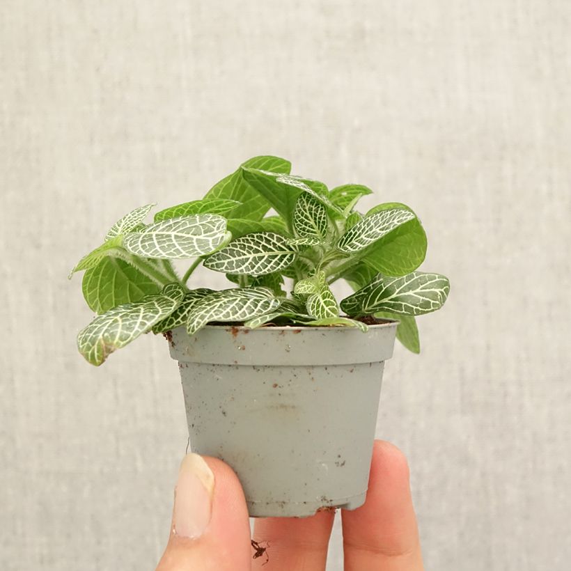 Exemplar von Fittonia Mini White - Mosaikpflanze Mini-plante wie im Herbst geliefert
