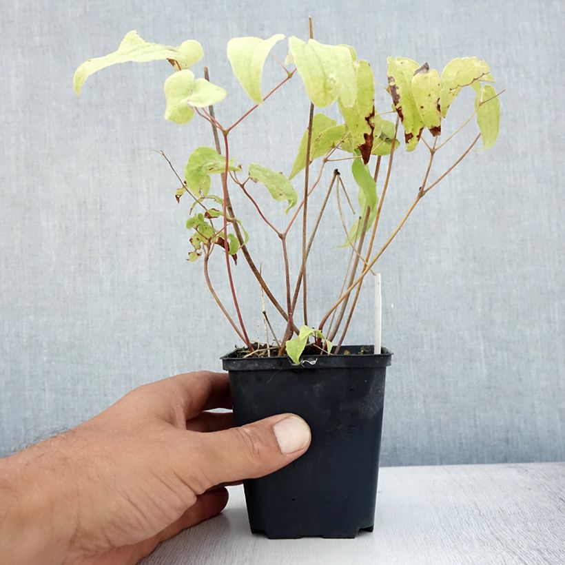 Exemplar von Epimedium Domino - Elfenblume Kleine Töpfe von 8/9 cm wie im Sommer geliefert