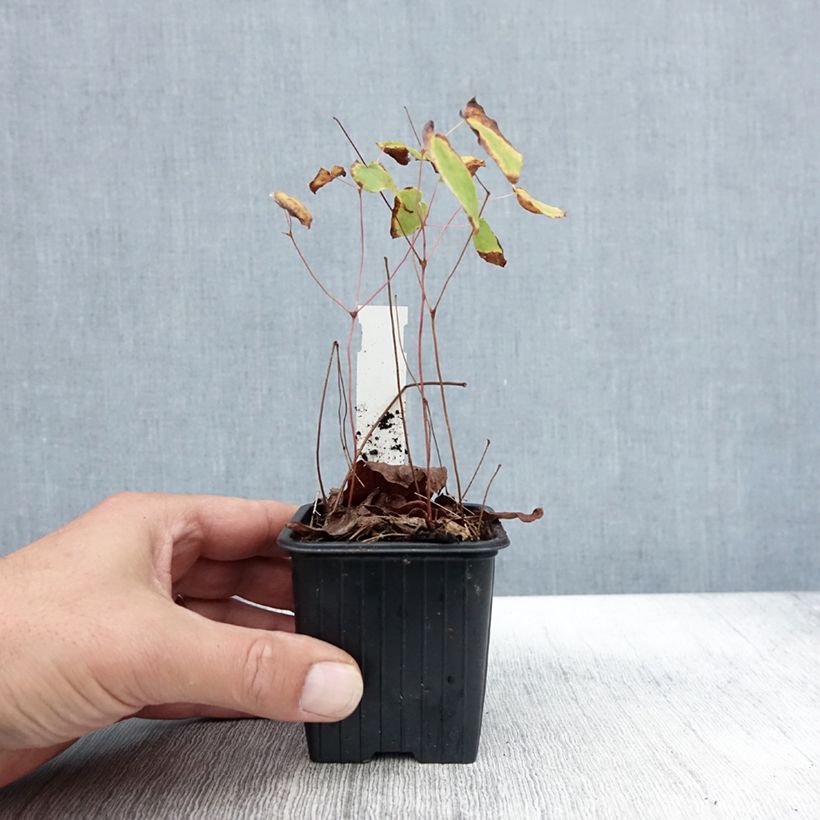 Exemplar von Epimedium grandiflorum Akebono - Großblumige Elfenblume Kleine Töpfe von 8/9 cm wie im Herbst geliefert