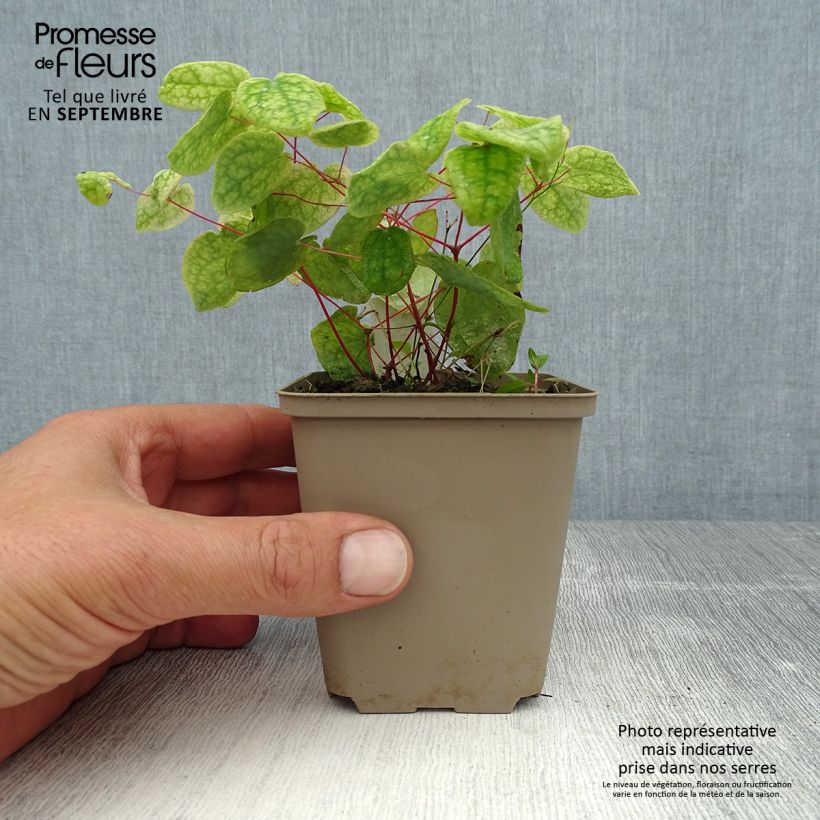 Exemplar von Epimedium grandiflorum Akebono - Großblumige Elfenblume Kleine Töpfe von 8/9 cm wie im Sommer geliefert