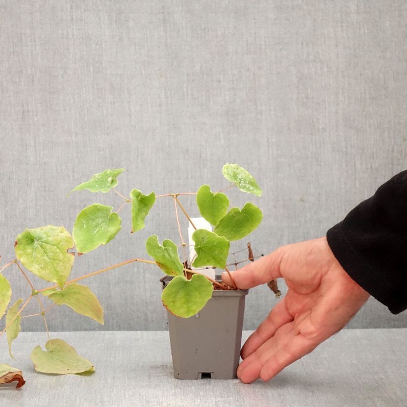 Exemplar von Epimedium pubigerum - Flaumige Elfenblume Kleine Töpfe von 8/9 cm wie im Herbst geliefert