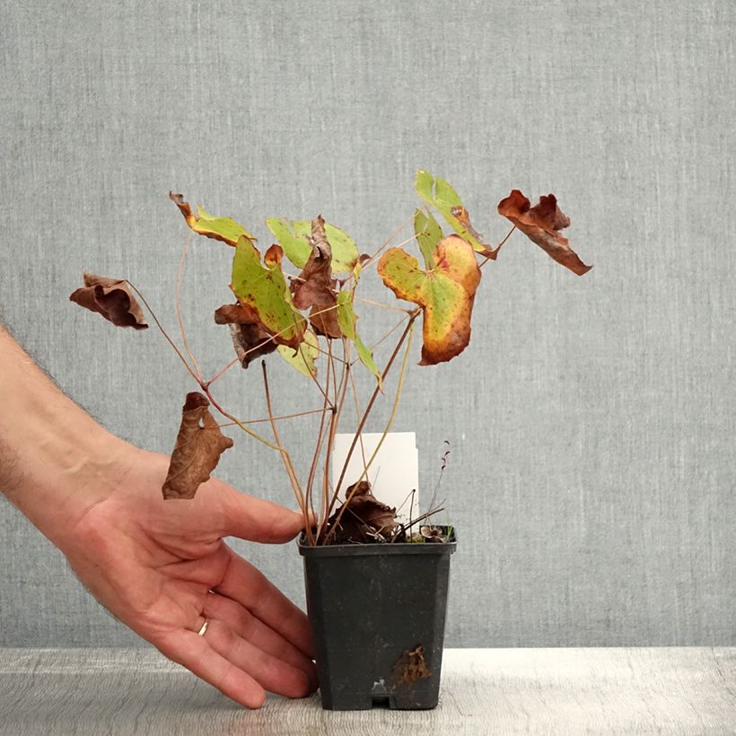 Exemplar von Epimedium pubigerum Orangekönigin - Flaumige Elfenblume Kleine Töpfe von 8/9 cm wie im Herbst geliefert