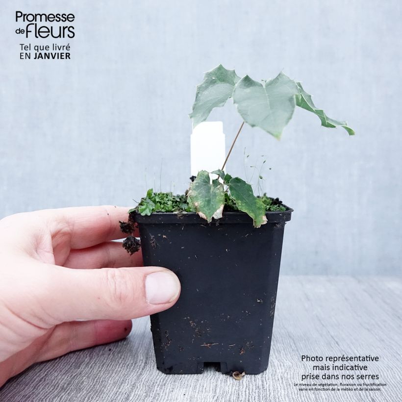 Exemplar von Epimedium wushanense Caramel - Elfenblume Kleine Töpfe von 8/9 cm wie im Winter geliefert