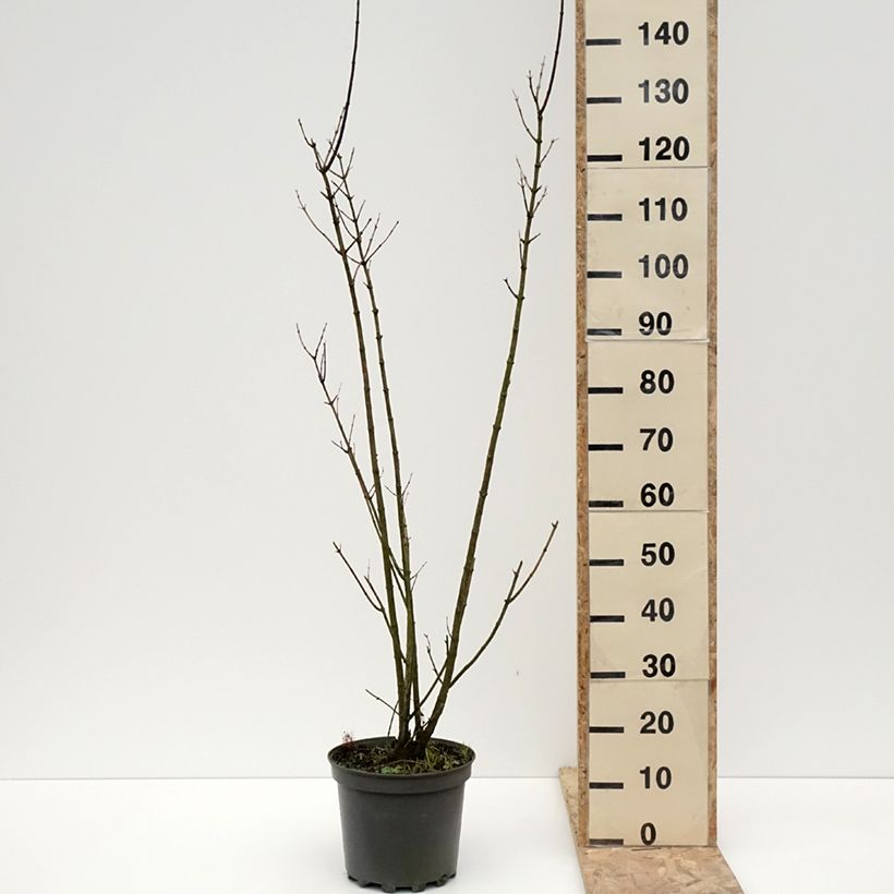 Exemplar von Abeliophyllum distichum - Schneeforsythie Topf mit 4L/5L wie im Winter geliefert