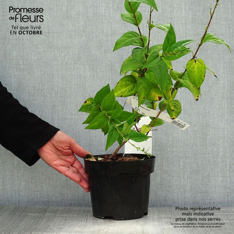 Exemplar von Abeliophyllum distichum - Schneeforsythie Topf mit 2L/3L wie im Herbst geliefert