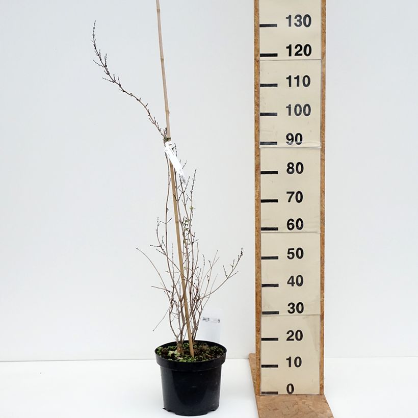 Exemplar von Abeliophyllum distichum - Schneeforsythie Topf mit 4L/5L wie im Herbst geliefert