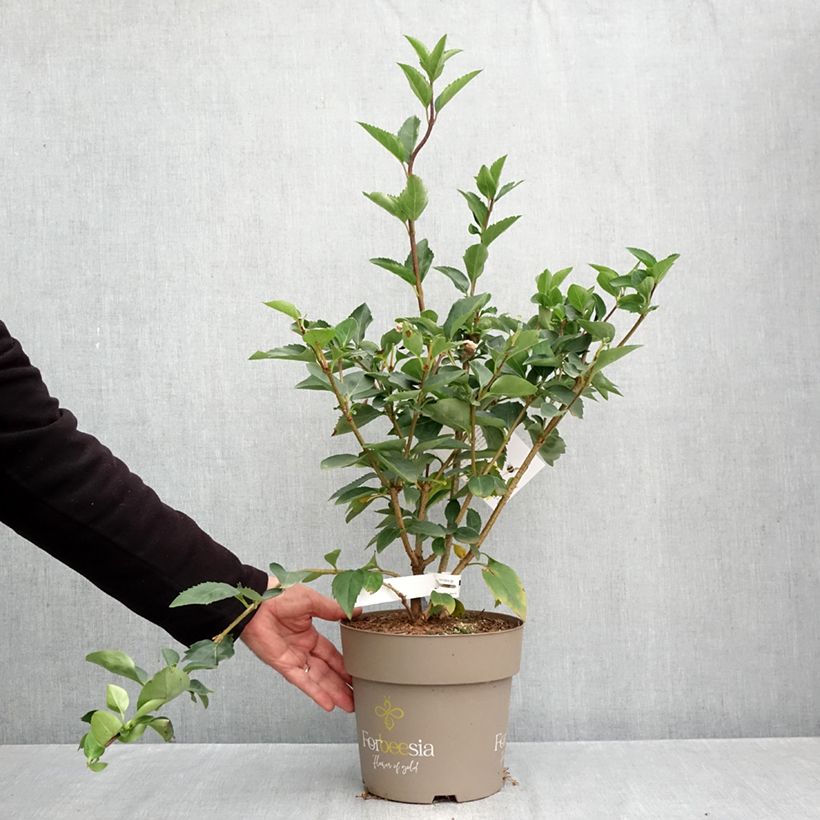 Exemplar von Goldglöckchen Forbeesia - Forsythie Topf mit 4L/5L wie im Herbst geliefert