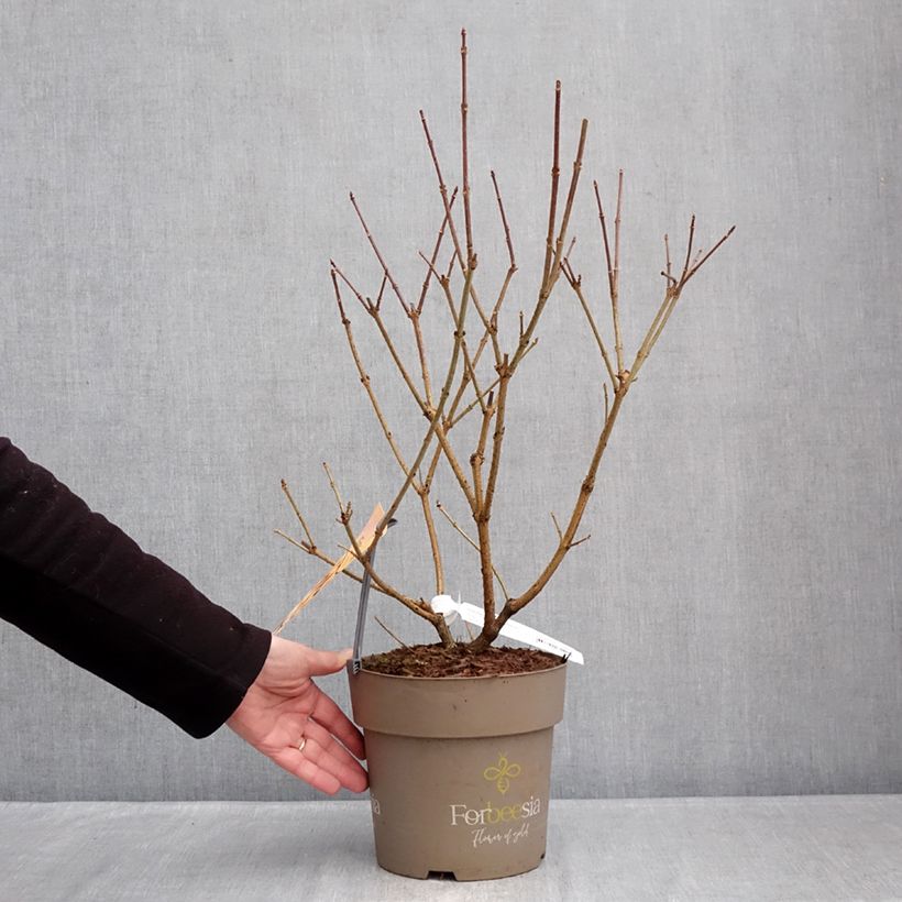 Exemplar von Goldglöckchen Forbeesia - Forsythie Topf mit 4L/5L wie im Winter geliefert