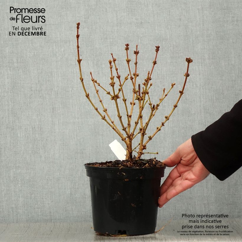 Exemplar von Goldglöckchen Golden Times - Forsythie Topf mit 3L/4L wie im Herbst geliefert