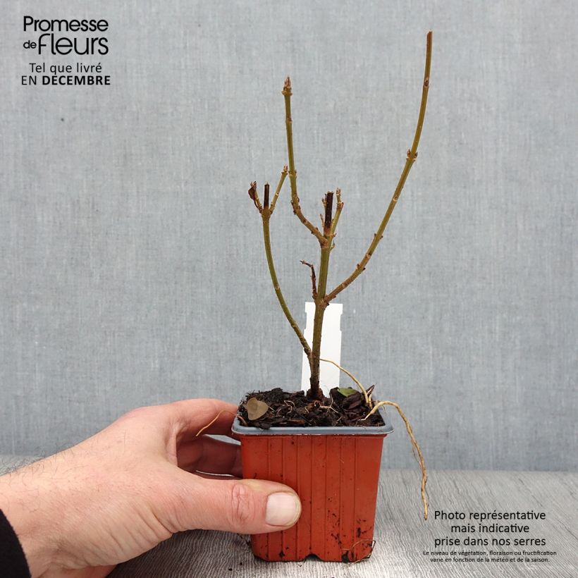 Exemplar von Goldglöckchen Spectabilis - Forsythie Kleine Töpfe von 8/9 cm wie im Herbst geliefert