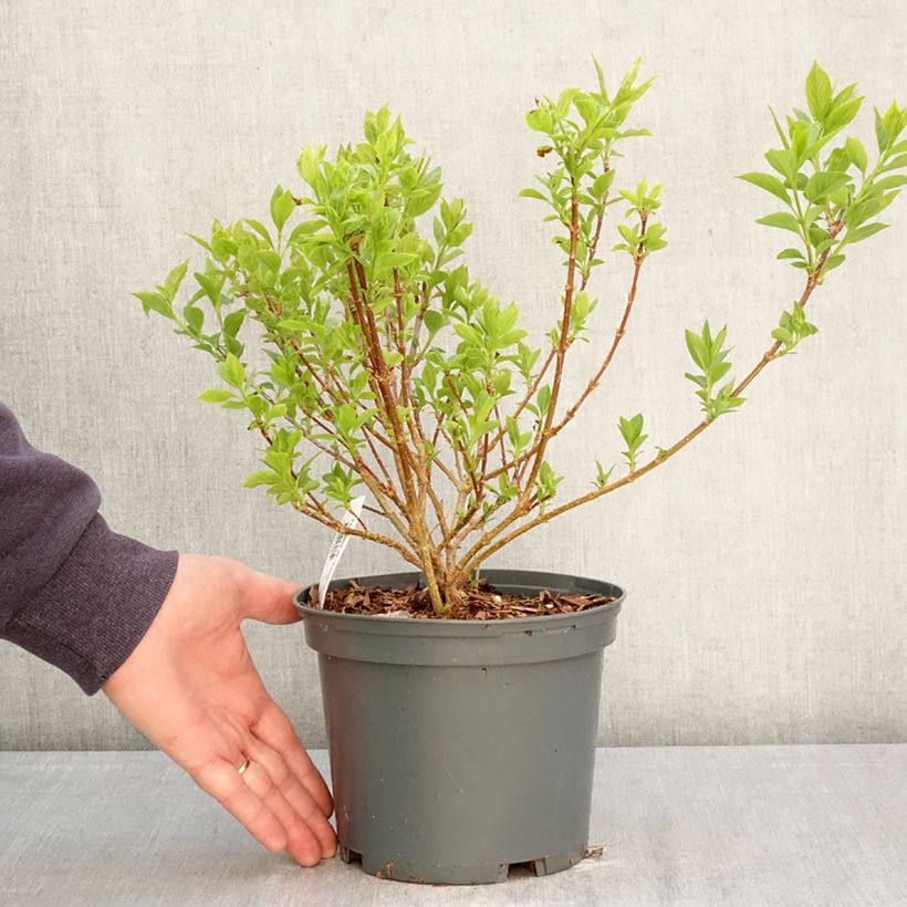 Exemplar von Goldglöckchen Kumsun - Forsythia koreana Topf mit 3L/4L wie im Frühjahr geliefert