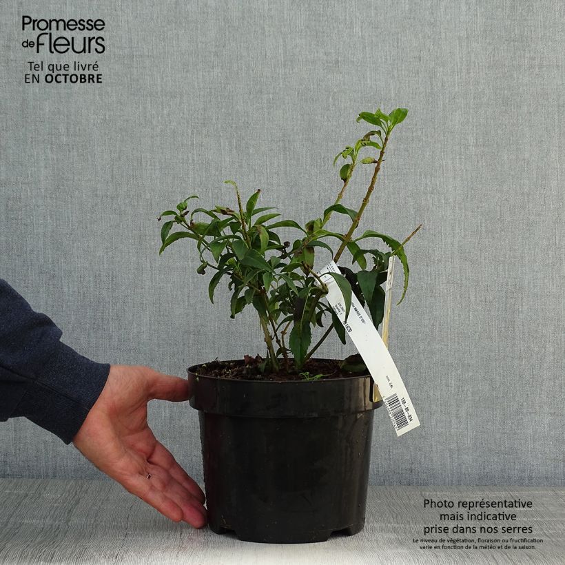 Exemplar von Goldglöckchen Marée d'Or - Forsythie Topf mit 3L/4L wie im Herbst geliefert