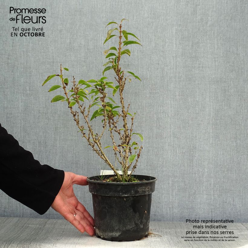 Exemplar von Goldglöckchen Nimbus - Forsythie Topf mit 3L/4L wie im Herbst geliefert