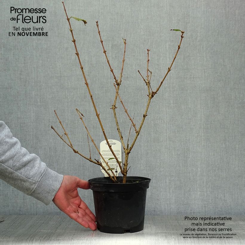 Exemplar von Goldglöckchen Gold Rausch - Forsythie Topf mit 2L/3L wie im Herbst geliefert