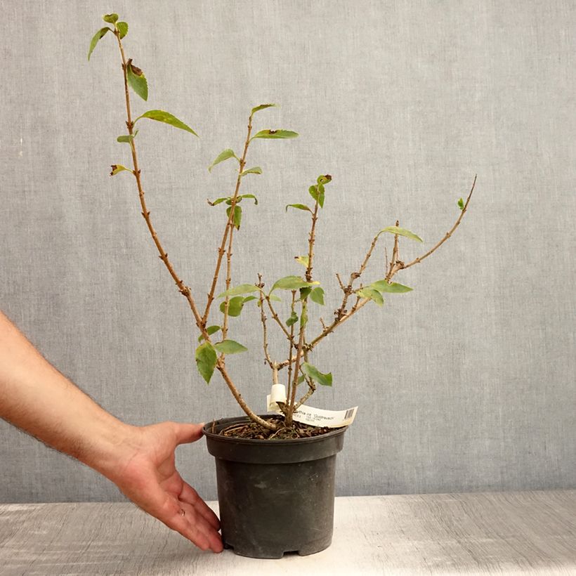 Exemplar von Goldglöckchen Gold Rausch - Forsythie Topf mit 2L/3L wie im Sommer geliefert