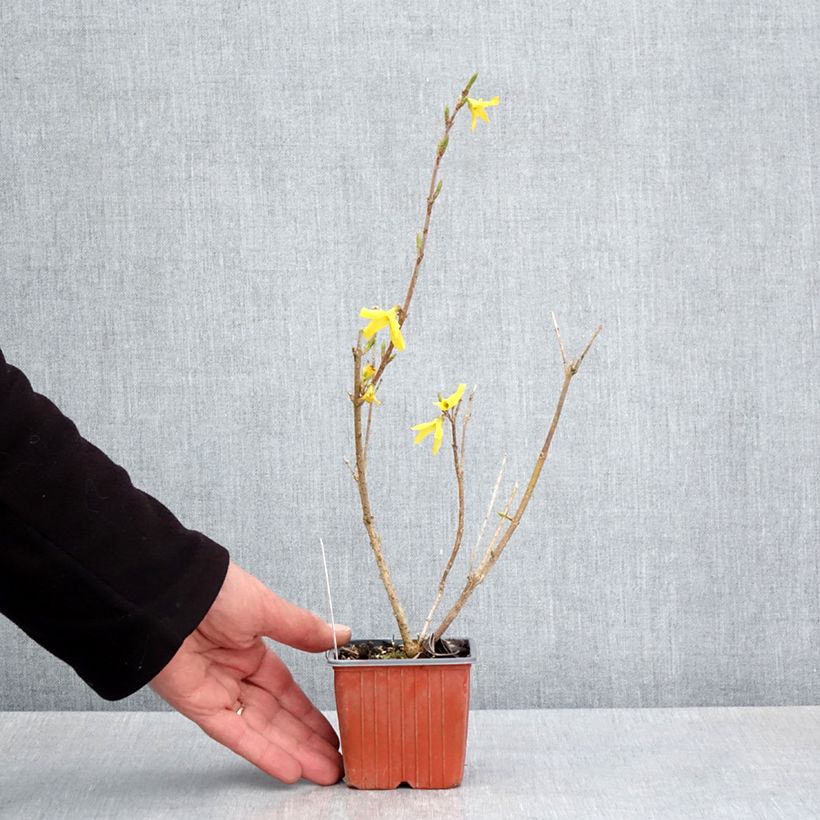 Exemplar von Goldglöckchen Goldzauber - Forsythie Kleine Töpfe von 8/9 cm wie im Frühjahr geliefert