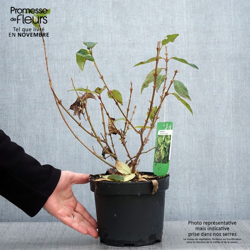 Exemplar von Goldglöckchen Variegata - Forsythie Topf mit 3L/4L wie im Herbst geliefert