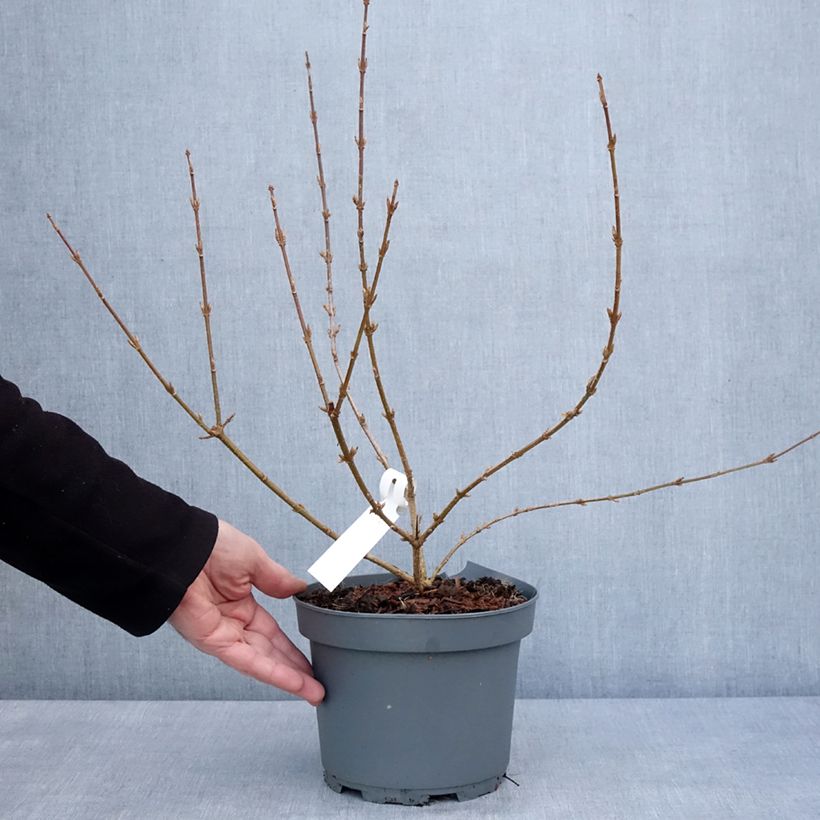 Exemplar von Goldglöckchen Variegata - Forsythie Topf mit 3L/4L wie im Winter geliefert