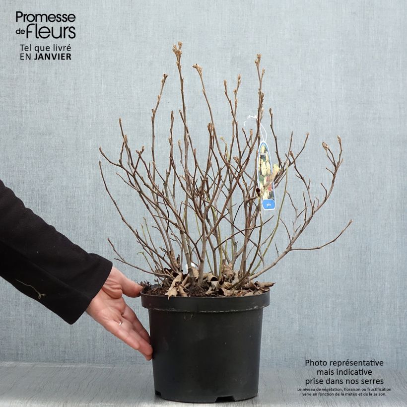 Exemplar von Federbuschstrauch - Fothergilla gardenii Topf mit 3L/4L wie im Winter geliefert