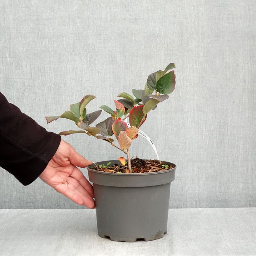 Exemplar von Federbuschstrauch - Fothergilla major Topf mit 3L/4L wie im Herbst geliefert