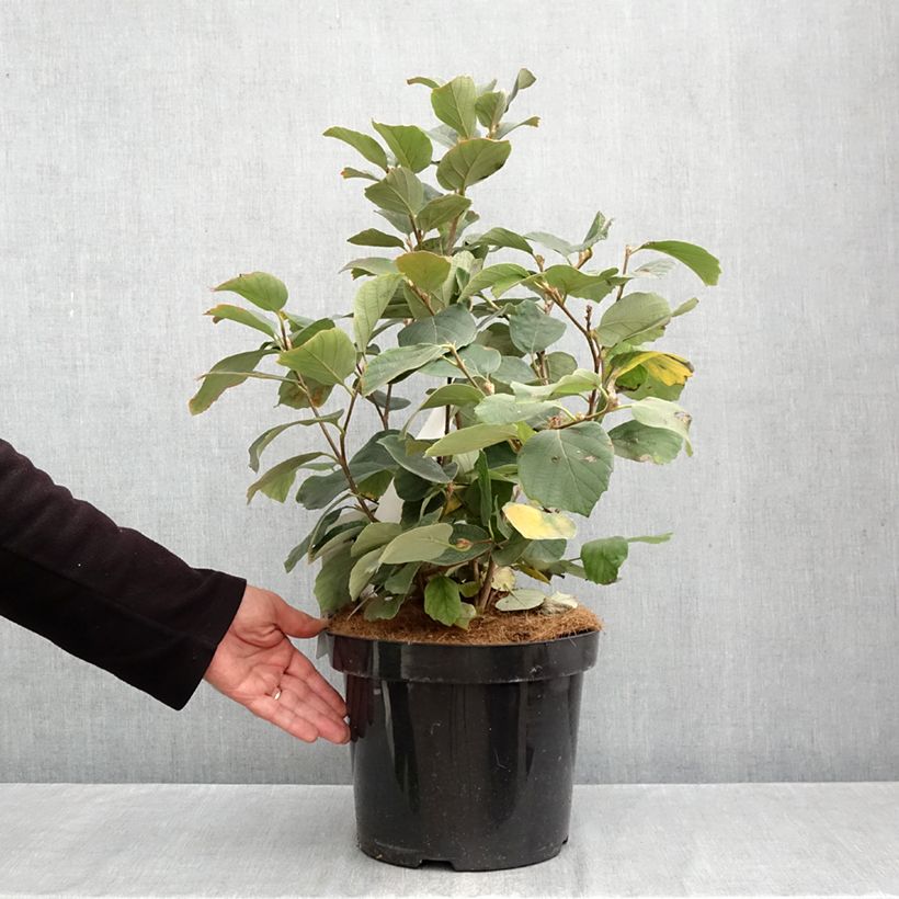 Exemplar von Federbuschstrauch - Fothergilla major Topf mit 7,5L/10L wie im Herbst geliefert