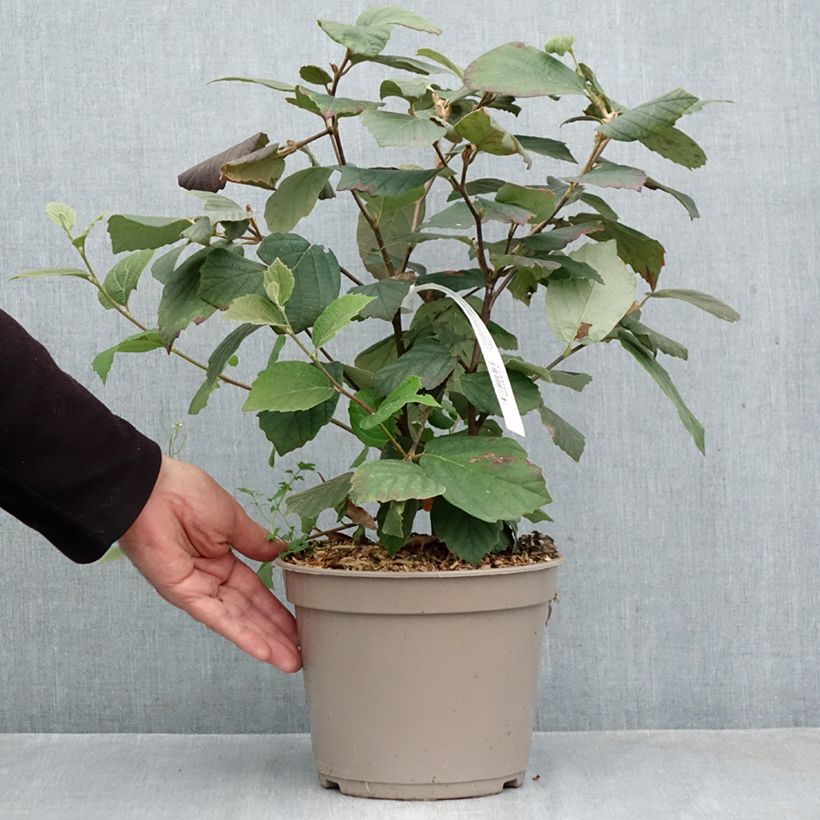 Exemplar von Federbuschstrauch Mount Airy - Fothergilla x intermedia Topf mit 4L/5L wie im Herbst geliefert