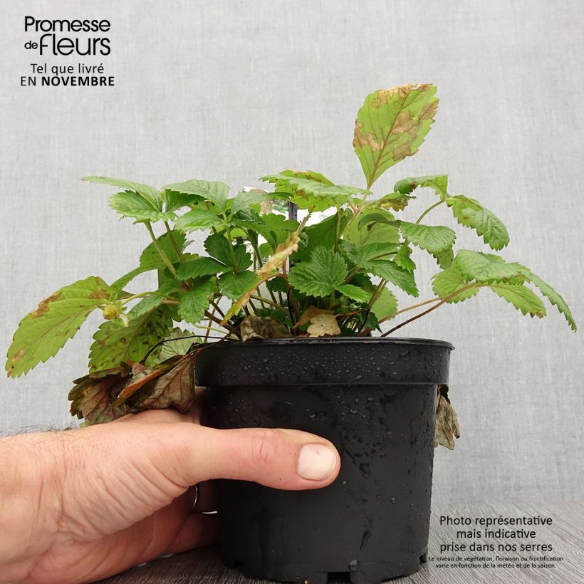 Exemplar von Fragaria alpina Yellow Wonder - Bergerdbeere Topf mit 1,5L/2L wie im Herbst geliefert