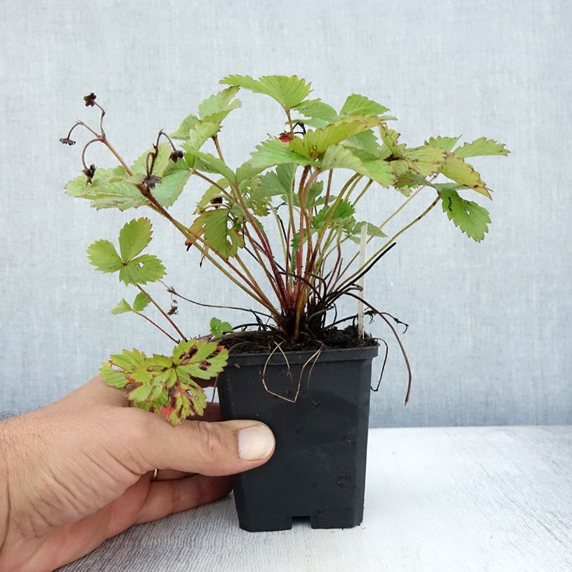 Exemplar von Erdbeer Alexandria Kleine Töpfe von 8/9 cm wie im Sommer geliefert