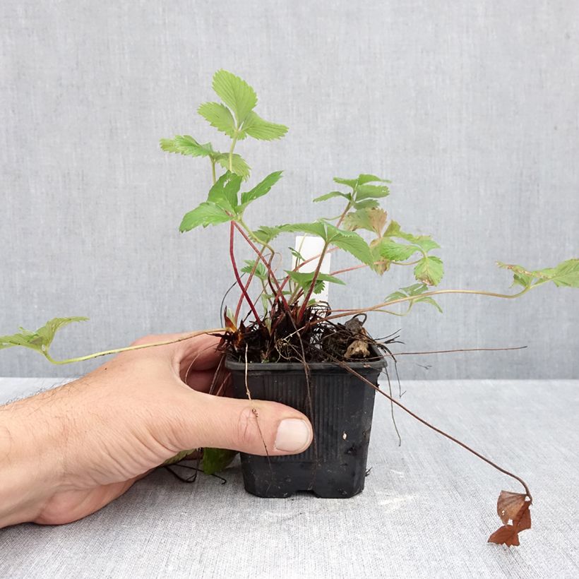 Exemplar von Erdbeer Rügen Kleine Töpfe von 8/9 cm wie im Herbst geliefert