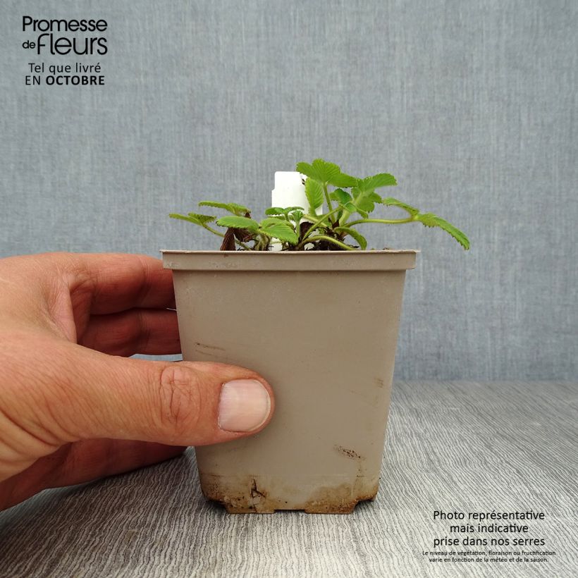 Exemplar von Fragaria nubicola Mont Omei - Himalaya-Erdbeere Kleine Töpfe von 8/9 cm wie im Herbst geliefert
