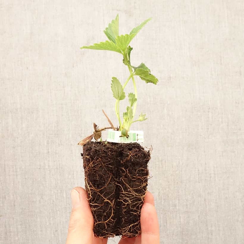 Exemplar von Erdbeere Annabelle Plug 5 cm x 7 cm wie im Frühjahr geliefert