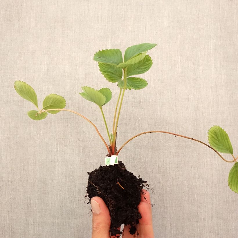 Exemplar von Erdbeere Ciflorette Bio Plug 5 cm x 7 cm wie im Herbst geliefert