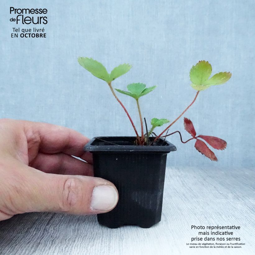Exemplar von Erdbeere Ciflorette Kleine Töpfe von 7/8 cm wie im Herbst geliefert