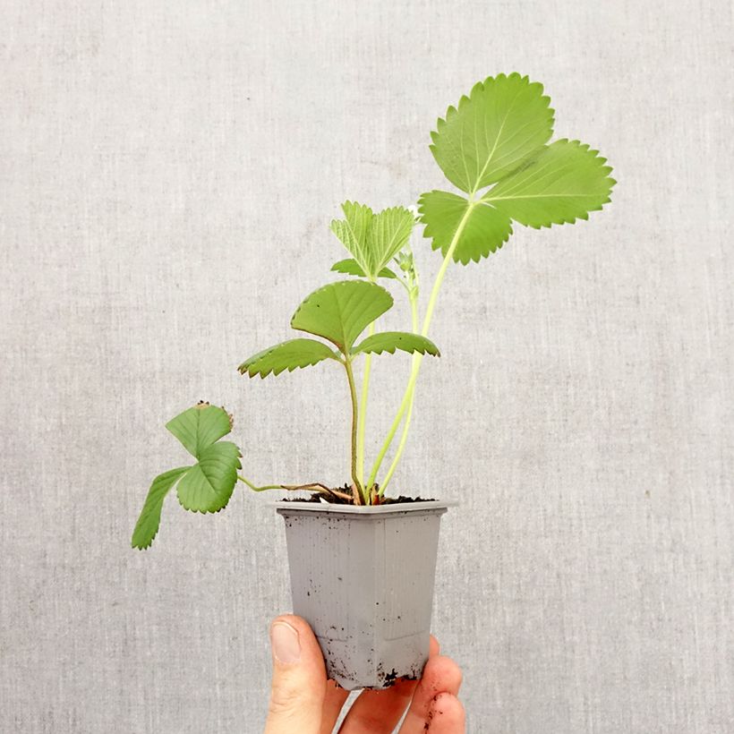 Exemplar von Erdbeere Ciflorette Wurzelballen 4 cm x 4,5 cm wie im Frühjahr geliefert