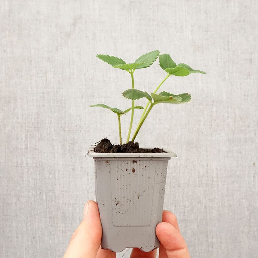 Exemplar von Erdbeere Cirafine Wurzelballen 4 cm x 4,5 cm wie im Frühjahr geliefert