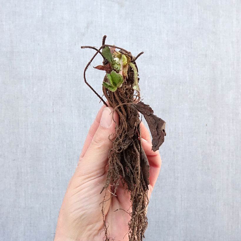 Exemplar von Erdbeere Cirafine Wurzelnackt wie im Winter geliefert