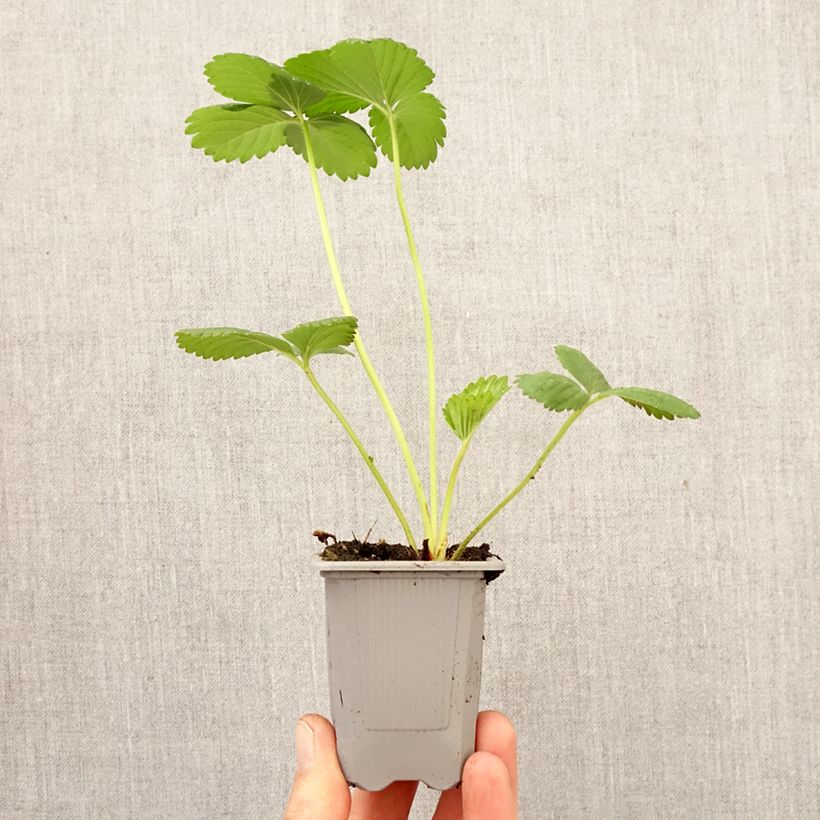 Exemplar von Erdbeere Cirano Wurzelballen 4 cm x 4,5 cm wie im Frühjahr geliefert