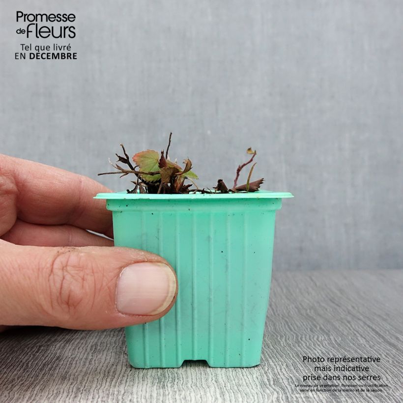 Exemplar von Erdbeer Mara des Bois Kleine Töpfe von 7/8 cm wie im Herbst geliefert