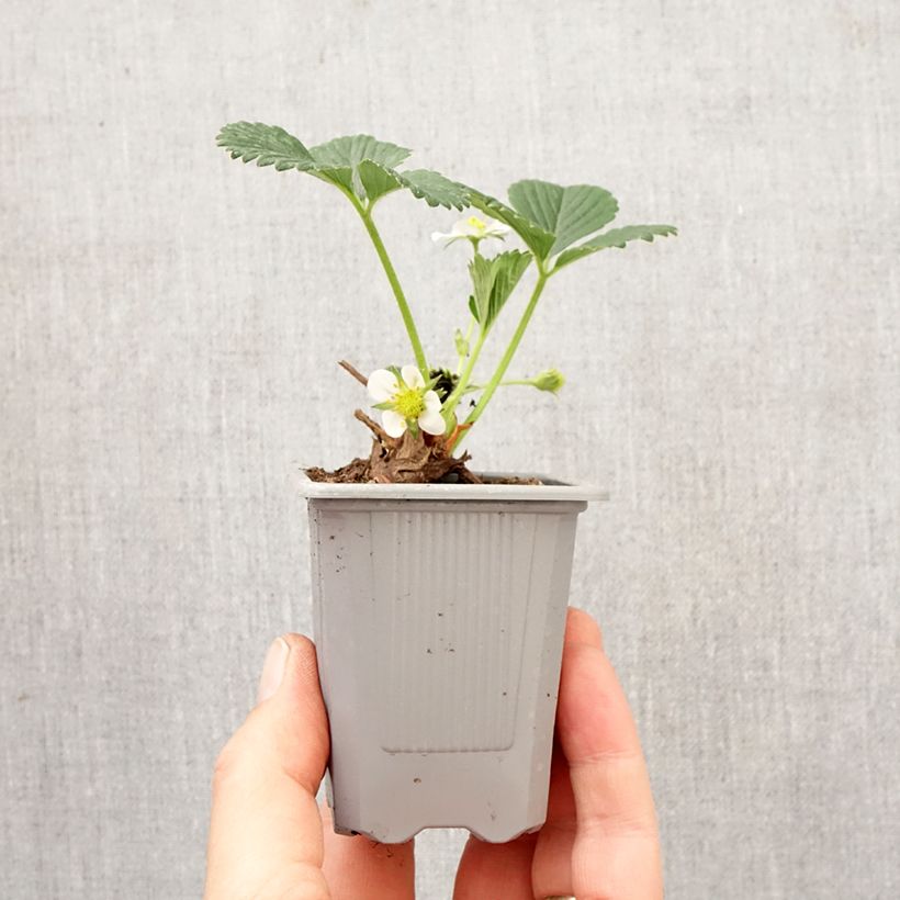 Exemplar von Erdbeer Mara des Bois Wurzelballen 4 cm x 4,5 cm wie im Frühjahr geliefert